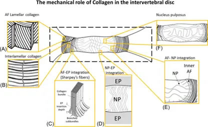 Mechanical Role of Collagen Fibers in the Intervertebral Disc